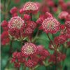 Astrantia Ruby Cloud